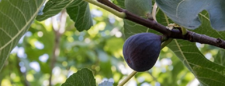 Fig Tree